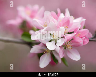 Japanese Crabapple Tree Blossoms - Malus floribunda Stock Photo