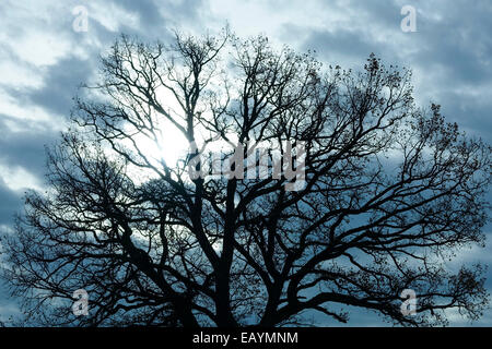 Tree in front of dark clouds in the backlight Stock Photo