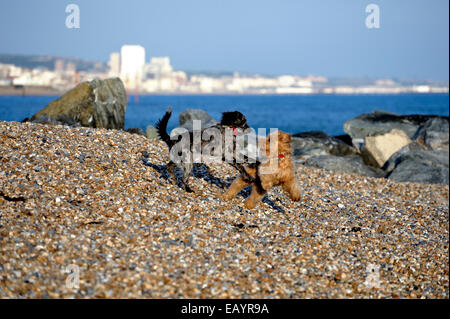 Two puppies playing on the beach Stock Photo