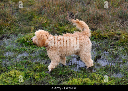 Apricot Labradoodle puppy standing in a bog Stock Photo