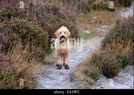 Apricot Labradoodle puppy with muddy feet and face Stock Photo