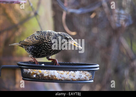Starling eating fat balls Stock Photo