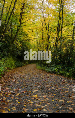 A wide dirt trail cuts through a forest of leaves changing in fall Stock Photo