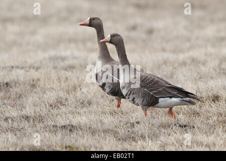 Greater White-fronted Goose - Anser albifrons Stock Photo