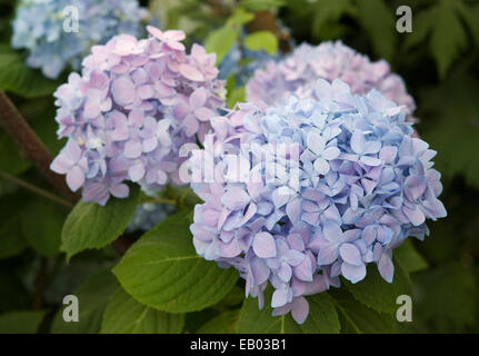 MOPHEAD HYDRANGEA - HYDRANGEA MACROPHYLLA 'ENDLESS SUMMER' Stock Photo