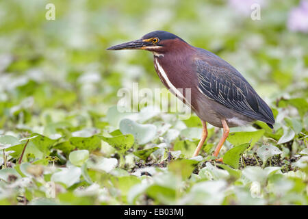 Green Heron - Butorides virescens Stock Photo