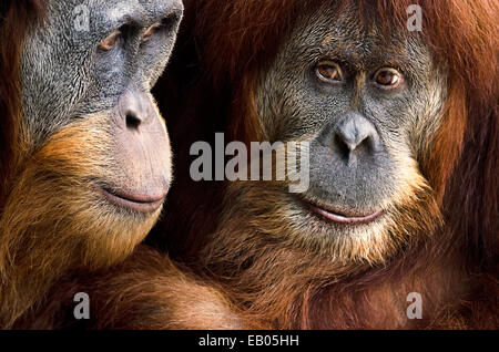Sumatran Orangutans, huddled together in side Melbourne Zoo's Orangutan Sanctuary. Stock Photo