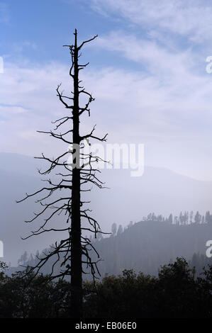 One lone burnt tree in forefront of a skyline of burnt forest. Stock Photo