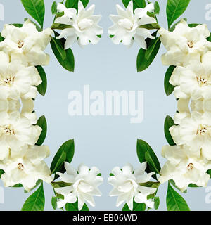 White Gardenia flower or Cape Jasmine (Gardenia jasminoides), isolated on a blue background Stock Photo