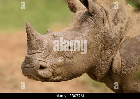 Portrait of a White rhinoceros (Ceratotherium simum) covered in mud, South Africa Stock Photo