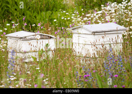 Bee hives Stock Photo