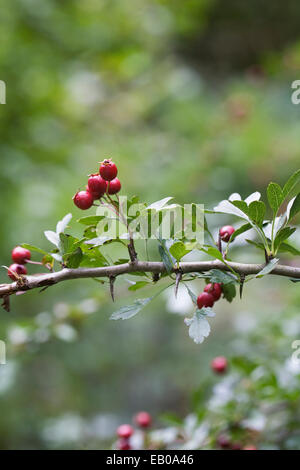 Crataegus monogyna. Hawthorn berries in Autumn. Stock Photo
