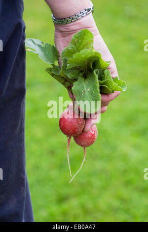 Freshly picked homegrown radishes. Stock Photo