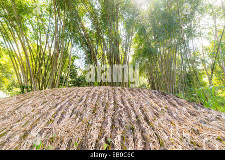 Lush green bamboo grove in backlight. Wide angle shot from below. South Sulawesi, Indonesia. Stock Photo