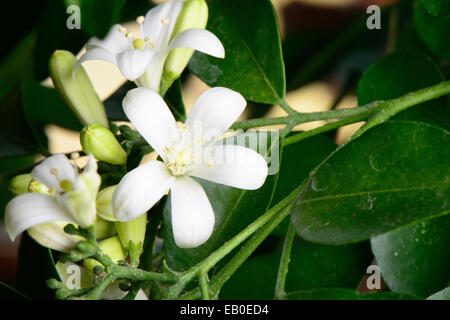 Closeup of white orange jasmin flowers in full bloom Stock Photo