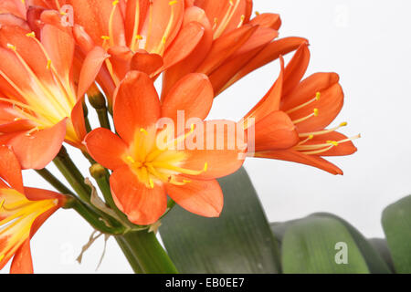 Closeup of Kaffir lily flowers, isolated on white