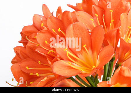 Closeup of Kaffir lily flowers, isolated on white