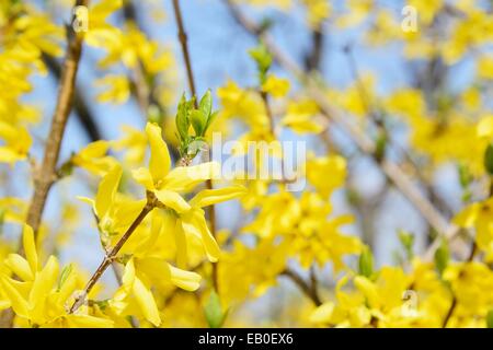 closeup of forsythias flowers in full bloom Stock Photo