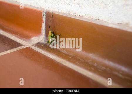 A grasshopper on a tiled bathroom floor. Stock Photo