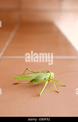 A close up of a grasshopper on a tiled bathroom wall. Stock Photo