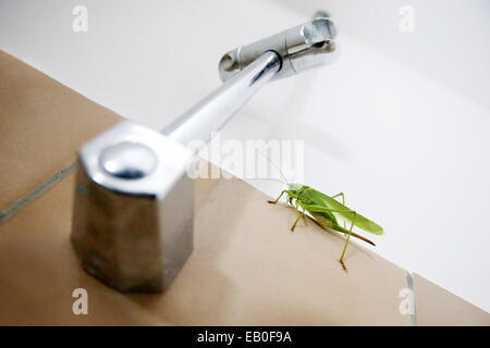 A close up of a grasshopper on a tiled bathroom wall with shower. Stock Photo