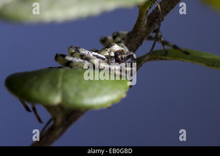 The Lichen Running Spider (Philodromus margaritatus) Stock Photo