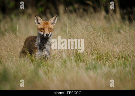 Daytime Hunting Red Fox Stock Photo