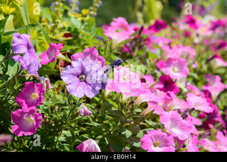 closeup of purple petunia flowers in summer Stock Photo