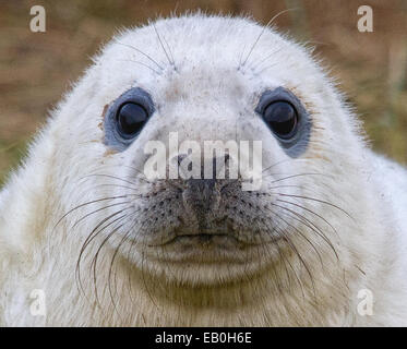 Grey seal pup - Donna Nook, Lincolnshire Stock Photo