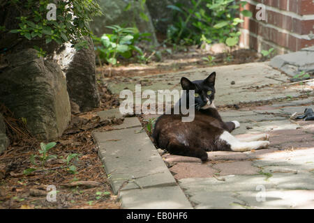 lying stray black and white cat on pavement Stock Photo