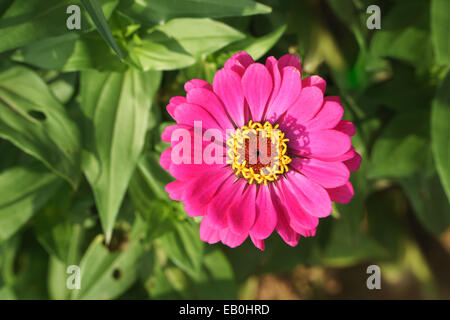 closeup of pink zinnia elegans flower in a field Stock Photo