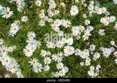 closeup of Chrysanthemum zawadskii flowers in a field Stock Photo