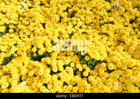 closeup of small yellow chrysanthemum flowers in a field Stock Photo