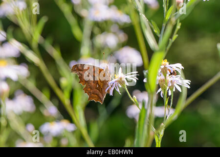 brown butterfly on a white flower in a field