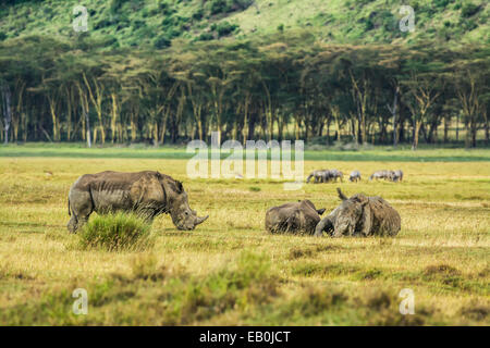 Three white rhinoceros (Ceratotherium simum) relaxing in Lake Nakuru National Park, Kenya Stock Photo