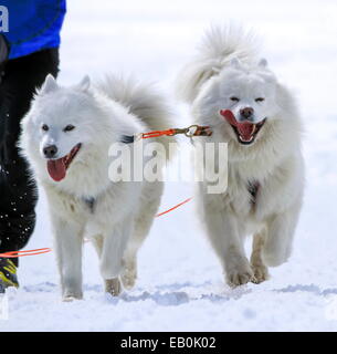 Two samoyed sled dogs in speed racing, Moss, Switzerland Stock Photo