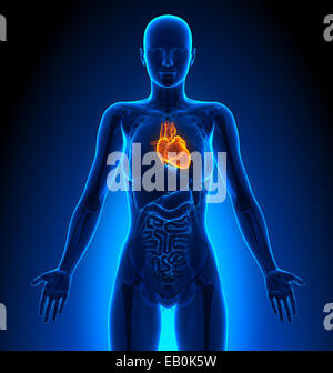 Illustration of Female heart anatomy Stock Photo - Alamy
