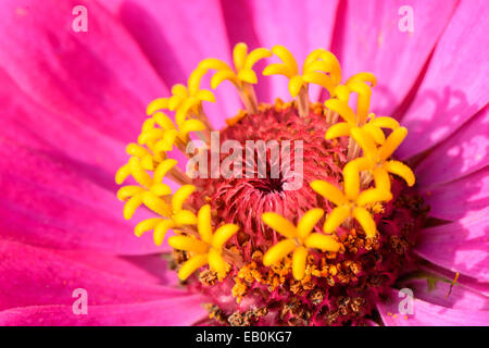 closeup of pink zinnia elegans flower in a field Stock Photo