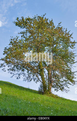 lonely tree growing on a hillside in Slovenia against blue sky Stock Photo