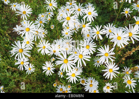 closeup of Chrysanthemum zawadskii flowers in a field Stock Photo