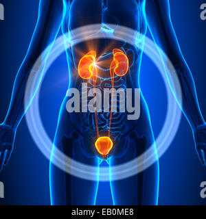 Female Urinary System Kidneys Anatomy Stock Photo - Alamy