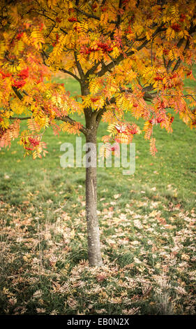 Rowan Tree in Autumn Stock Photo