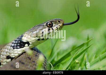 Grass snake [Natrix natrix] in grass flicking forked tongue to taste the air. Sussex, UK. Stock Photo