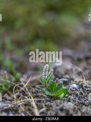 Iceland Westfjords Látrabjarg arctic flora Stock Photo