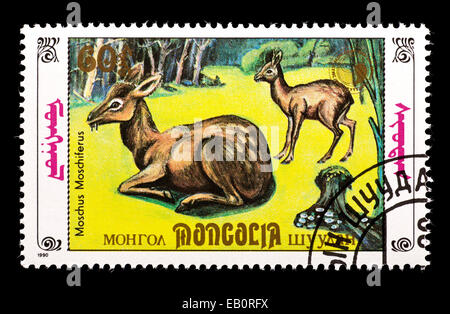Postage stamp from Mongolia depicting Siberian musk deer (Moschus moschiferus) Stock Photo
