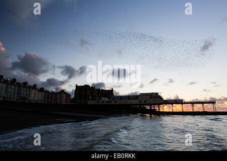 An urban murmuration of starlings forms shapes over the pier and town of Aberystwyth on the west coast of mid Wales. Stock Photo