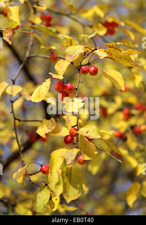 small wild apples on the apple tree is photographed close-up Stock Photo