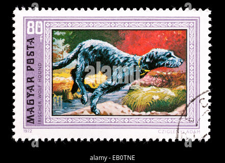 Postage stamp from Hungary depicting a running Irish wolfhound. Stock Photo