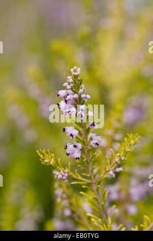 Calluna vulgaris. Heather flowers in summer. Stock Photo