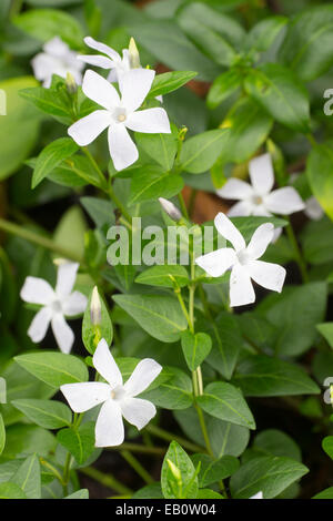 Late November flowers of the evergreen groundcover, Vinca difformis 'Alba' Stock Photo